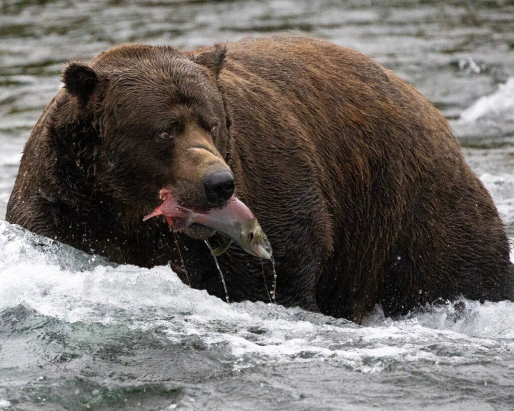 Brown bear salmon fishing in Alaska, like in Fat Bear Week's marketing campaign