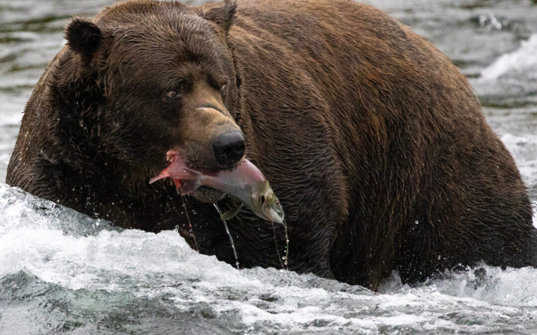 How Fat Bears Teach us to Create Better Marketing Campaigns