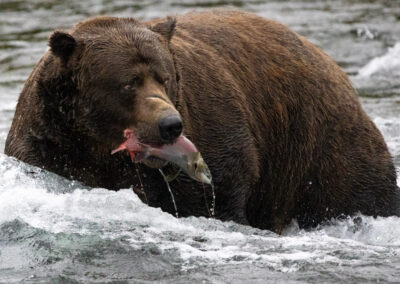 How Fat Bears Teach us to Create Better Marketing Campaigns
